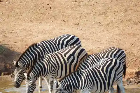 Addo Elephant National Park: Guided Safari Tour