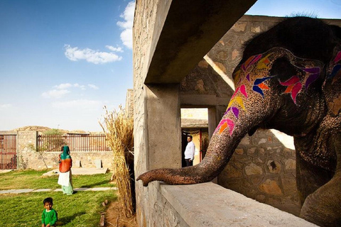 Jaipur: Hathi Gaon Elephant Riding Painting-Feeding Activity Photography with Elephant