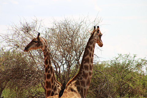 Windhoek: 3-Day Guided Safari in Etosha with Lodge