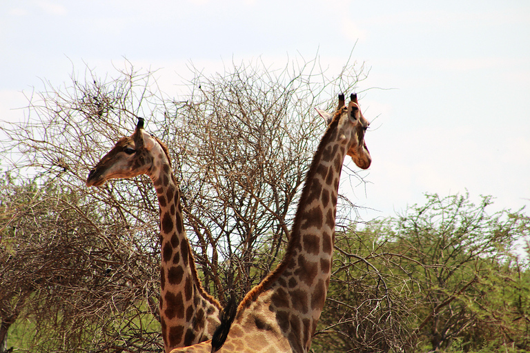 Windhoek: 3-Day Guided Safari in Etosha with Lodge