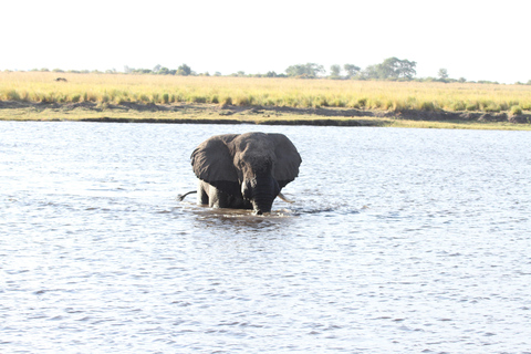 Victoria Falls: Zambezi River Sunset Cruise with Drinks