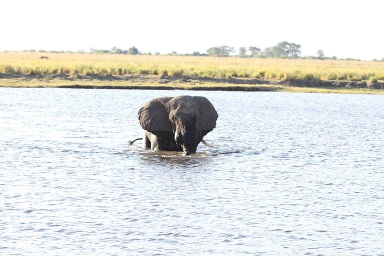 Victoria Falls: Sambesi-Fluss-Sonnenuntergangs-Kreuzfahrt mit Getränken