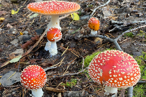 Forest Bathing in Stockholm nature with certified guide Forest bathing with tea-ceremony in mossy nature reserve