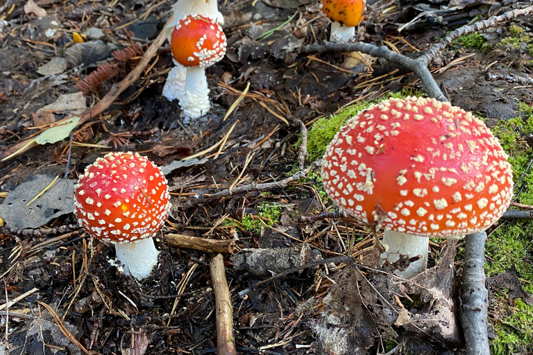 Forest Bathing in Stockholm nature with certified guide Forest bathing with tea-ceremony in mossy nature reserve