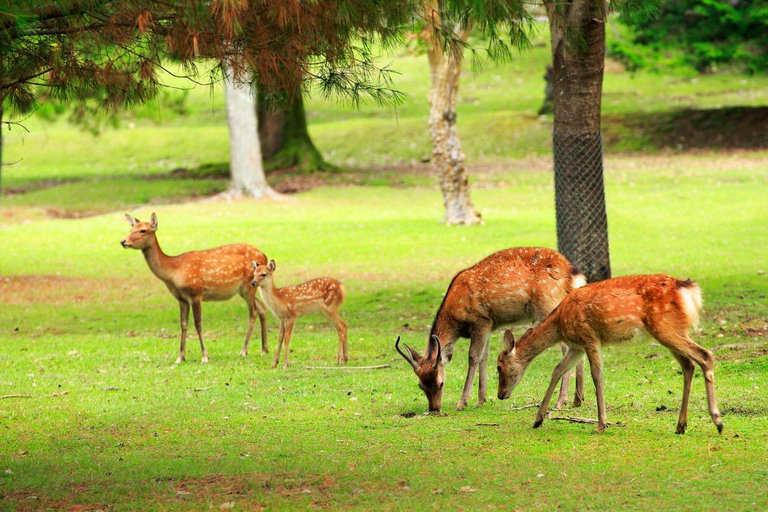 Kyoto & Nara Private Tour with English Speaking Guide
