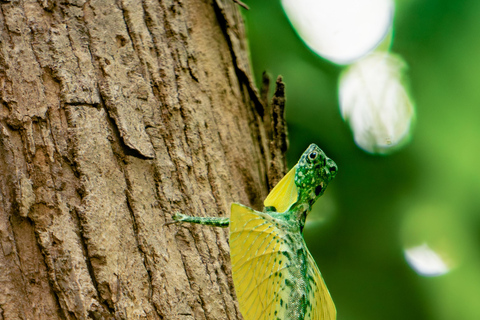 North Sulawesi, Bitung: Tangkoko Wildlife Adventure North Sulawesi, Bitung: Tangkoko Wildlife Cruise Excursion