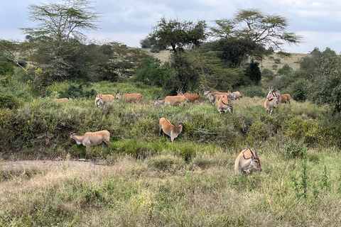 Parco Nazionale di Nairobi Game Drive