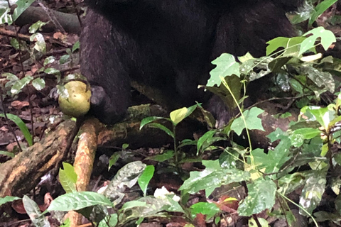 Fort Portal: Kibale Forest Chimpanzee Trek & Bigodi Walk