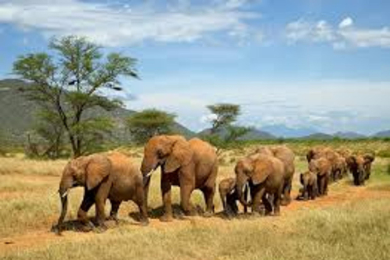 Nairobi: 6-Day Masai Mara and Samburu Safari with Meals