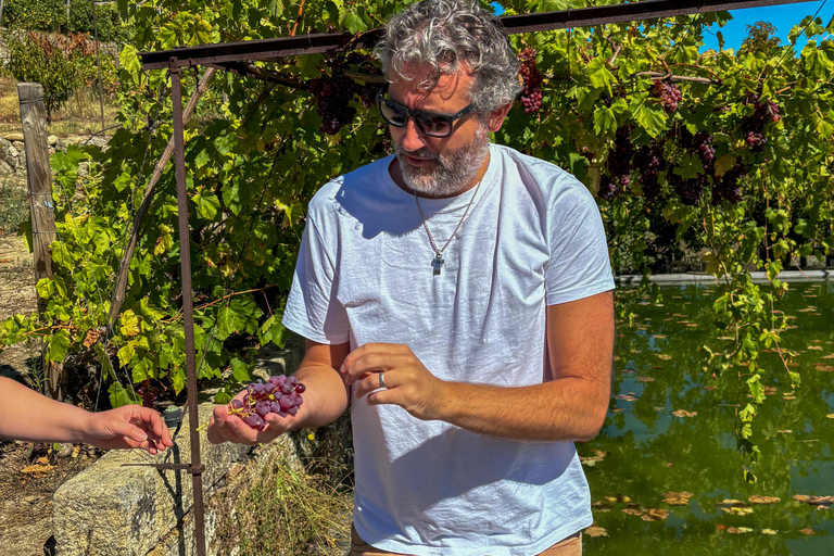 Douro Valley: Wine & Olive Oil Tour with Boat & Lunch Douro Valley: 2 Wineries, Boat Cruise & Traditional Lunch