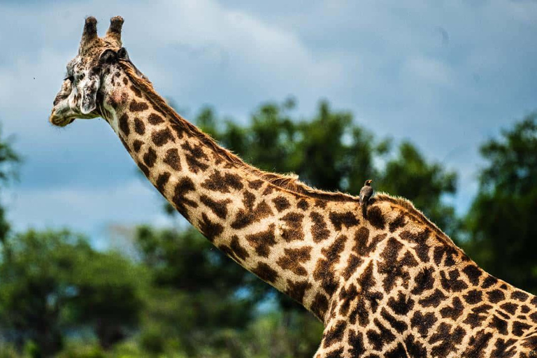 From Zanzibar: Mikumi Safari Day Trip with Flights and Lunch Mikumi Shared Safari without hotel transfer