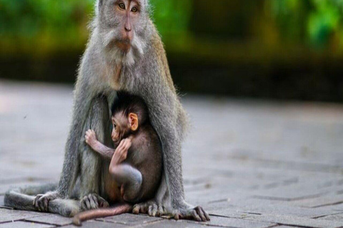 Ubud: Monkey Forest, Pura, Rice Terraces, Hidden Waterfall Ubud : Private Tour With Ticket