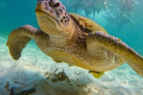 Koh Tao: Snorkeling Tour, Small-Group with Lunch & Transfer