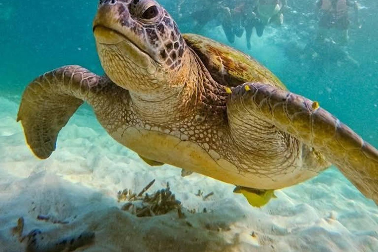 Koh Tao: Snorkeling Tour, Small-Group with Lunch & Transfer