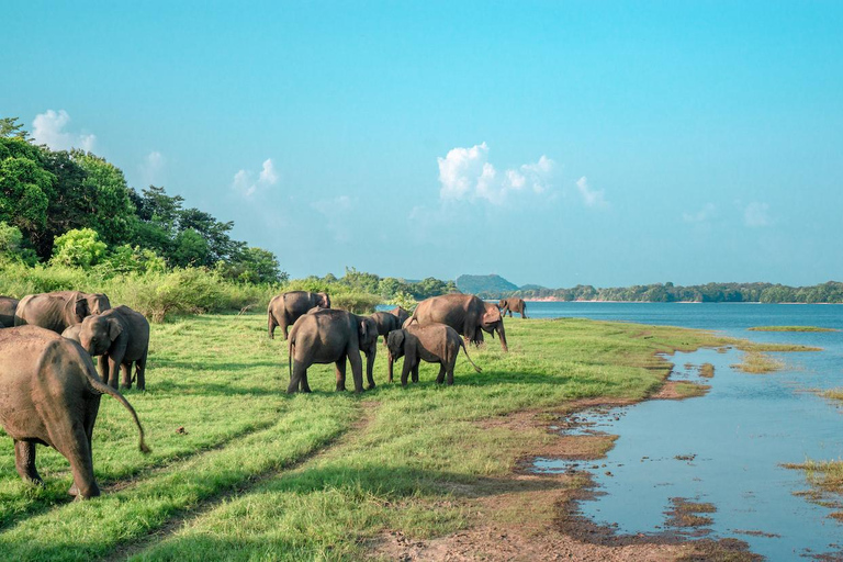 Underverk av Sigiriya Lion Rock och Minneriya Jeep Safari 4x4