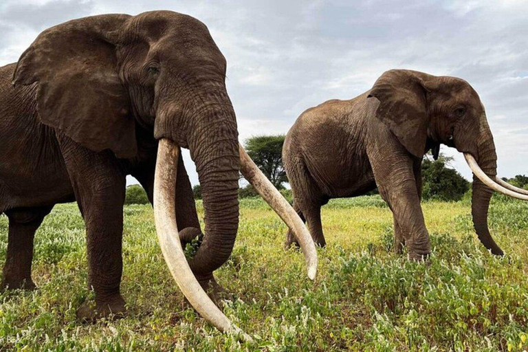 From Nairobi: Amboseli Elephant Safari & Kilimanjaro Views