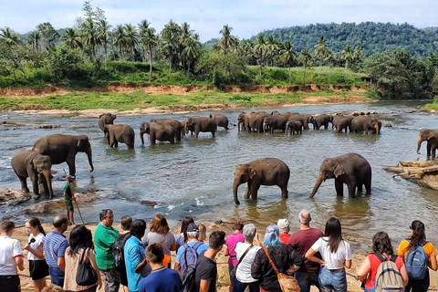 Au départ de Colombo - Excursion à Kandy/ Pinnwala/ Royal Gardens