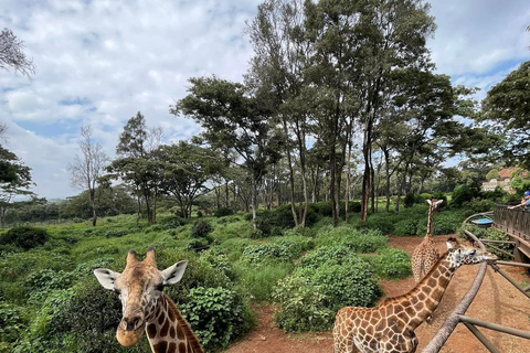 Giraffe Center, Elephant Orphanage And Bomas Of Kenya Visit