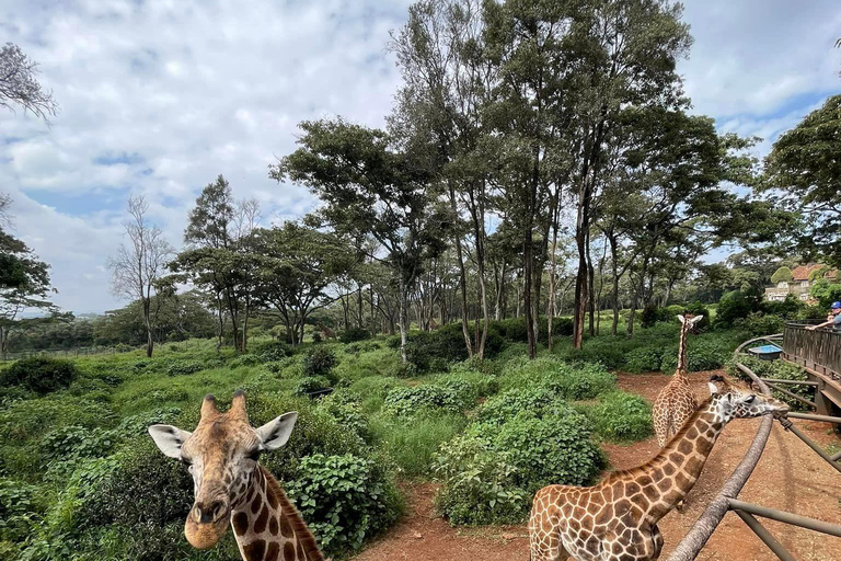 Giraffe Center, Elephant Orphanage And Bomas Of Kenya Visit