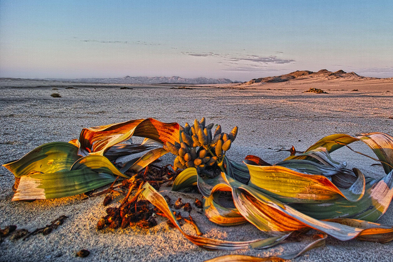 Walvis Bay: Moon Landscape Sunrise Photo Tour