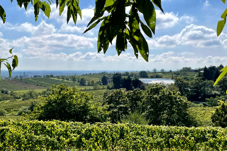 Neustadt/Palatinate: Wine Experience Tour: From Bacchus to Saint Christopher Neustadt/Palatinate: Wine Experience Tour: From Bacchus to St. Christopher