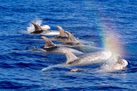 avistamento de cetáceos