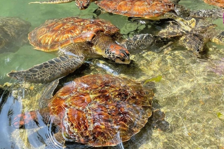 Nadar y alimentar tortugas en acuario, zanzíbarNadar $Alimentar tortugas en acuario, Zanzíbar