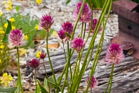 Follow the wildflower trail from Perth to New Norcia
