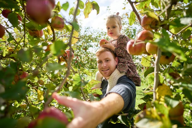 Visit Melbourne Fruit-Picking & Puffing Billy Tour in Mandarin in Melbourne