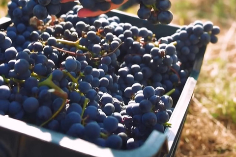 Lalez Wine Tasting, Wine Tour, Kayak & Full Lunch Experience German speaking private group