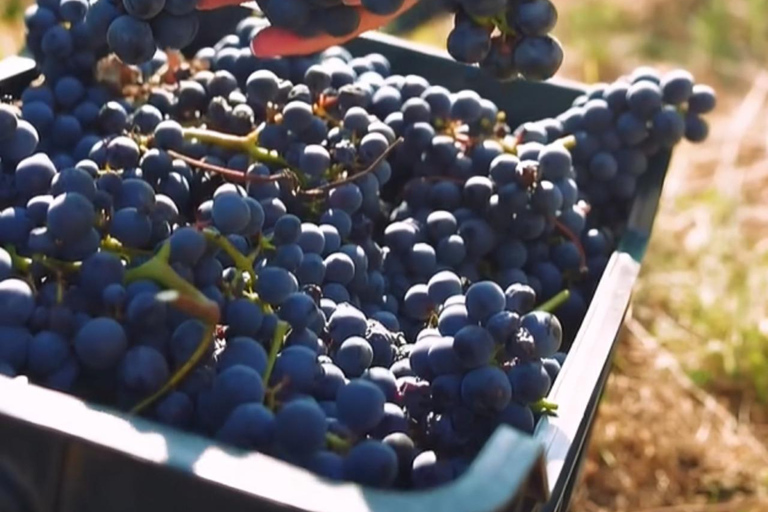 Lalez Wine Tasting, Wine Tour, Kayak & Full Lunch Experience German speaking private group