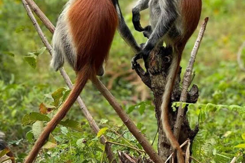 Zanzíbar: Bosque de Jozani, playa Starfish y restaurante RockIsla de Zanzíbar: crucero al atardecer en dhow con refrigerio