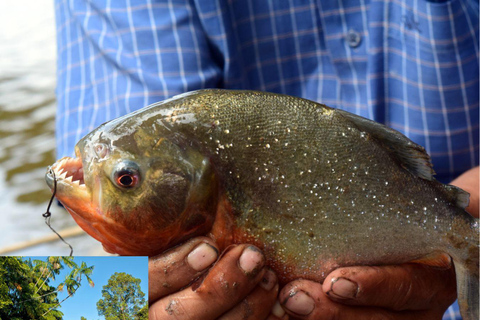 Manaus : Pêche au piranha