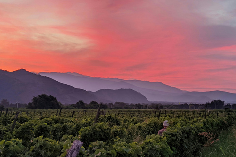 From Tbilisi: Kakheti, Sighnaghi & Telavi Day Trip with Wine