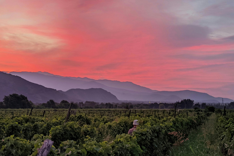 From Tbilisi: Kakheti, Sighnaghi & Telavi Day Trip with Wine
