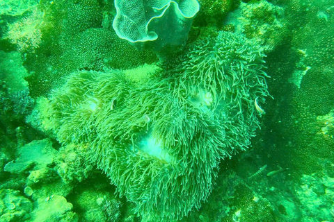 Cham Island: Group Snorkeling Trip by Speedboat Cham Island Speedboat Snorkeling Tour with Hoi An Pickup