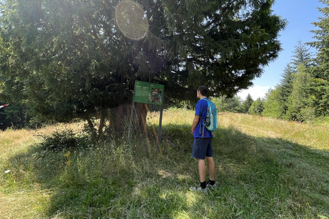 هونجكا: رحلة المشي لمسافات طويلة في جبل ميدفيدنيتسازغرب، هونجكا: نزهة لا تُنسى على جبل ميدفيدنيتسا