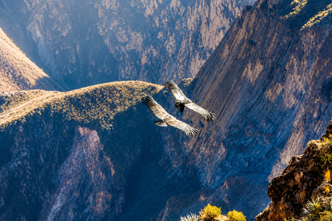 Arequipa: Colca Day Trip with Views & Condor
