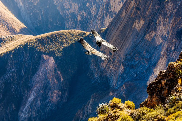 Arequipa: Colca Day Trip with Views & Condor