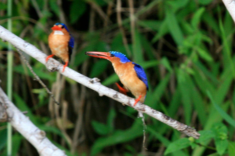 Oeganda Afrika : 3 Dagen Murchison Falls