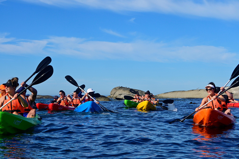 Cape Town: Guided Kayak Tour of Clifton Beaches & The Coast