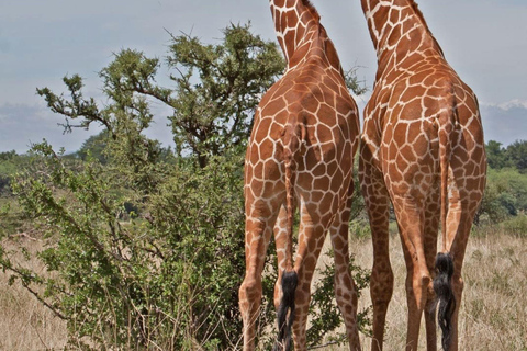 Da Nairobi: Safari di 3 giorni nella Riserva Nazionale di Samburu