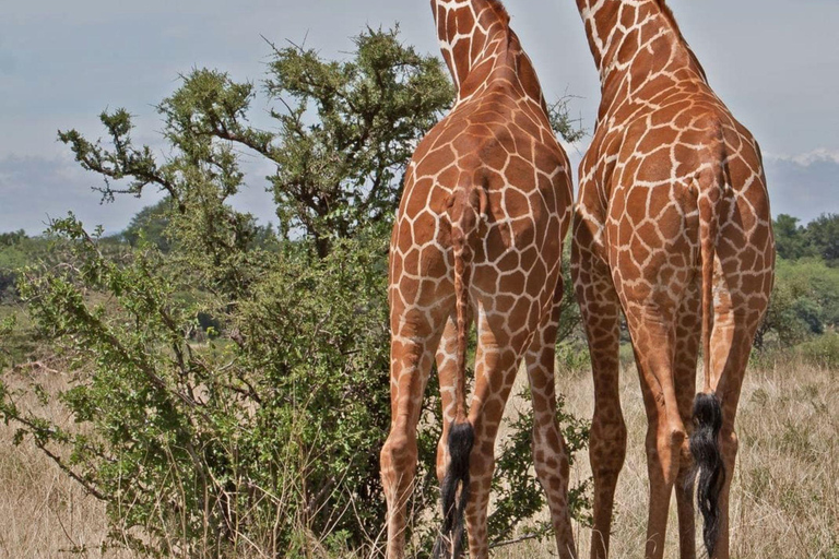 Da Nairobi: Safari di 3 giorni nella Riserva Nazionale di Samburu