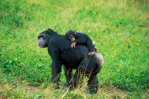 Circuit ( :) Ouganda , Trekking Gorilles au Parc National de Bwindi