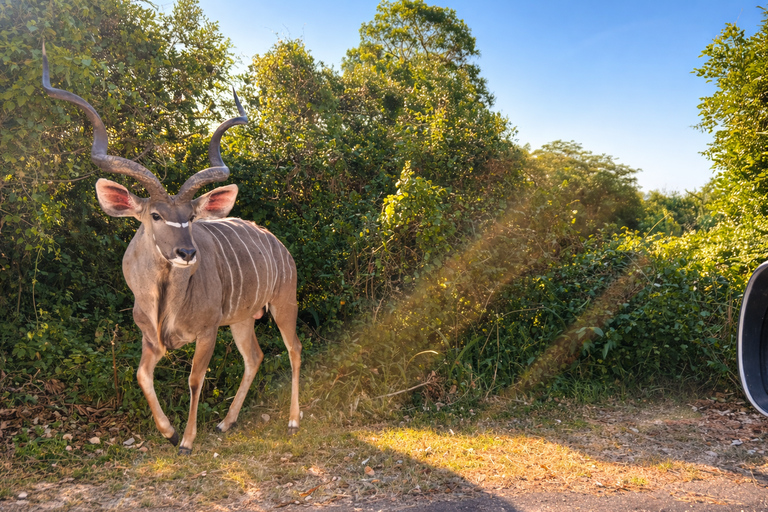 From North Durban: iSimangaliso Park Safari & Boat Cruise