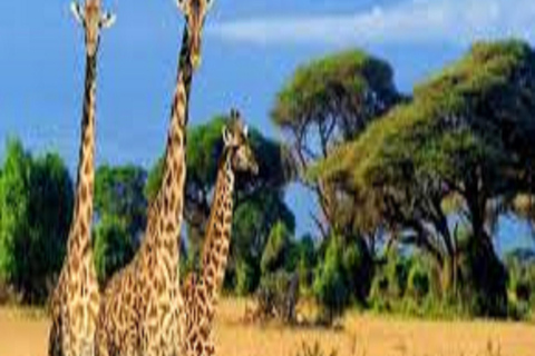 Discover 3 days Safari Tarangire, Ngorongoro & Lake Manyara