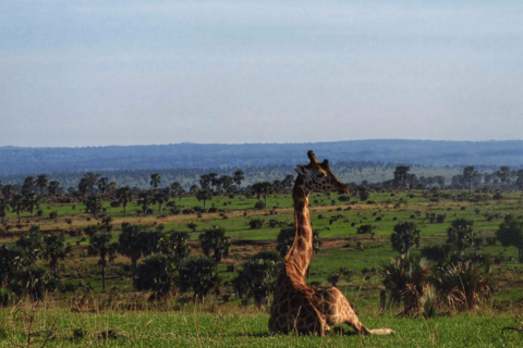 UGANDA: 7-daagse Murchison watervallen, koningin Elizabeth en Ziwa