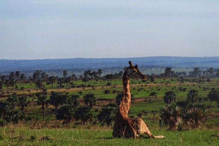 UGANDA: 7-daagse Murchison watervallen, koningin Elizabeth en Ziwa