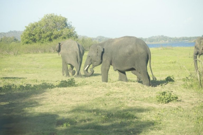 Colombo : Sigiriya Rock / Dambulla & Minneriya Park Safari