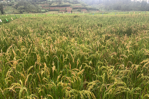 Musanze: Guided Mukungwa River Nature Walk with Local Guide